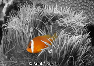 Outstanding tomato anemone fish in Fiji. by Beat J Korner 